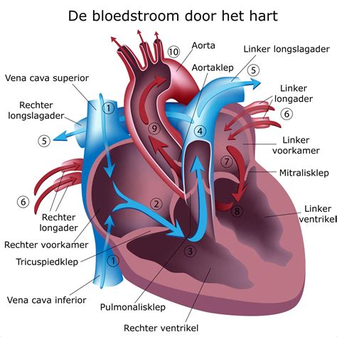 Hartziekten Normaal Patiënten Hartziekten Hartcentrum Ieper