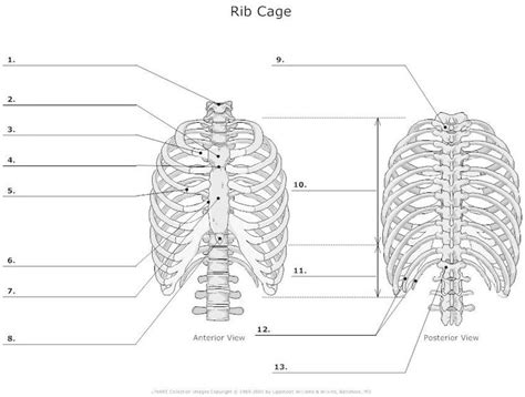 Unlabeled Thoracic Cage Anatomy Anatomy And Physiology Thoracic Cage