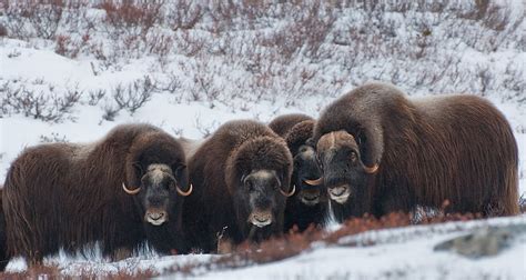 Ei villreinstamme som held til i dette område. Øyvind Buljo Naturfoto: Moskus-safari på Dovre