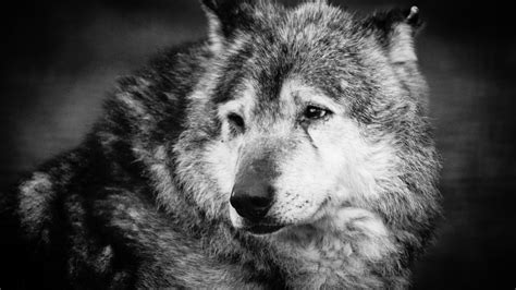 Animal Wolf Black And White Photo 4k 5k Hd Animals Wallpapers Hd