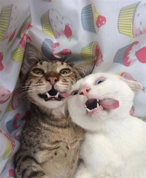 silly cat selfie r aww