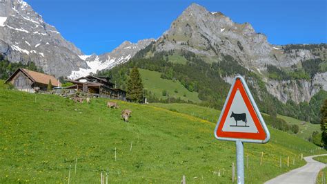 The Challenging Life Of Swiss Mountain Farmers Britannica