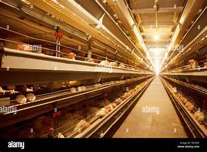 Factory Chicken Egg Production Stock Photo Alamy