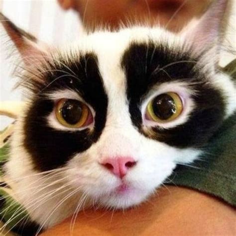 25 Strange Looking Cats That Are Truly Fascinating To Look At