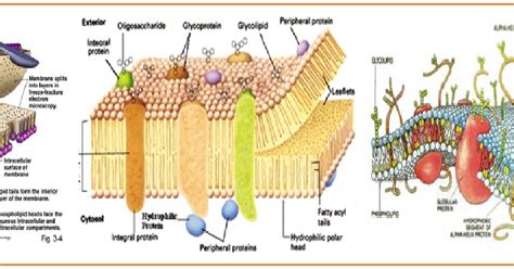 BIOLOGI GONZAGA: MEMBRAN PLASMA