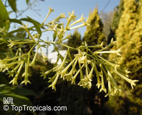 Cestrum elegans, cestrum newellii family: Cestrum nocturnum, Night Blooming Jasmine, Queen of the ...