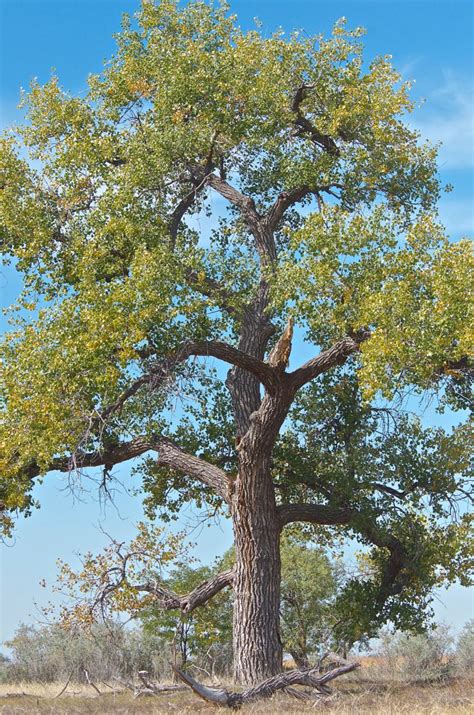 Cottonwood Tree Plants And Animals Of Northeast Colorado