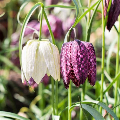 Fritillaria Meleagris Mix Purple And White Checkered Lily Bulbs Mix