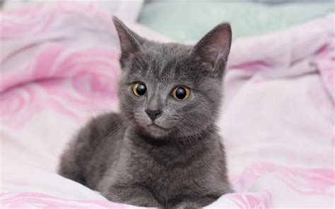 Pictures Of Gray Kittens Newborn Grey Fluffy Kittens Looking To The