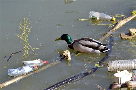 Effects Of Plastic On Marine Life Help Save Nature