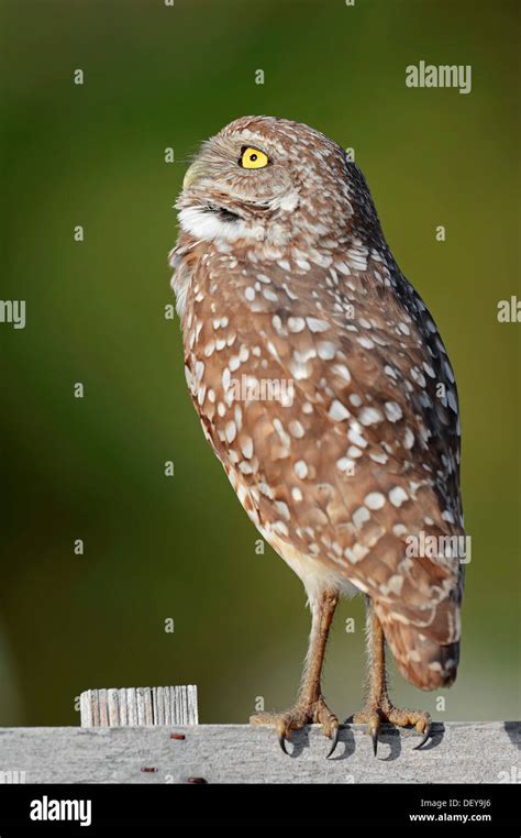 Burrowing Owl Speotyto Cunicularia Athene Cunicularia Florida