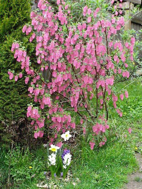 Posts About Red Flowering Currant On Minervas Garden Blog Plants