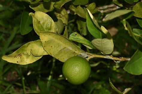 Free Picture Bitter Dark Green Exotic Fresh Fruit Key Lime