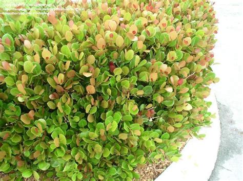 Plantfiles Pictures Cocoplum Red Tip Chrysobalanus Icaco By