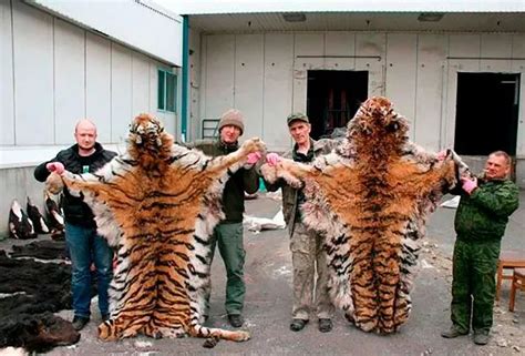 Russian Poacher Proudly Poses With Trophies After Killing Endangered Siberian Tigers And