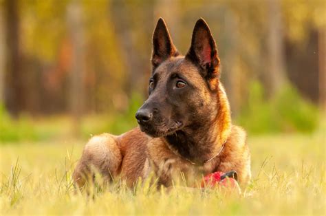 Belgian Malinois - A-Z Animals