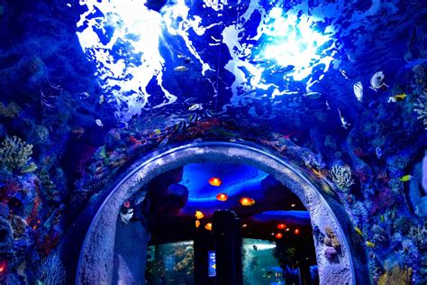 Aquarium An Underwater Dining Adventure In Nashville