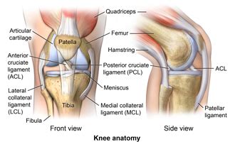 Anatomy Of The Knee Health Encyclopedia University Of Rochester Medical Center