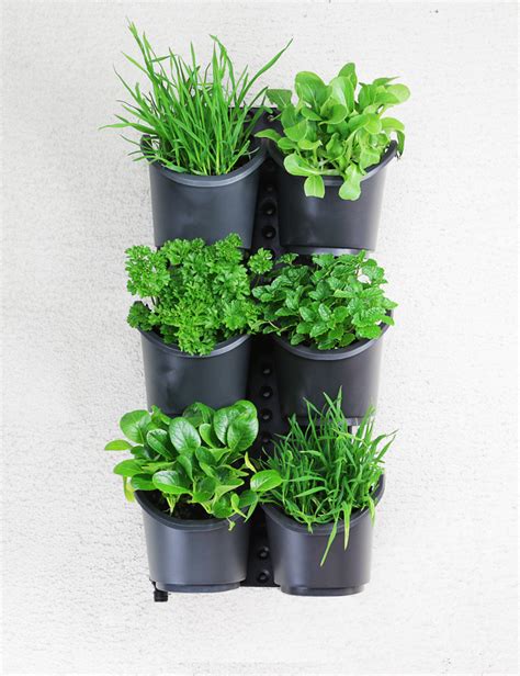 Big cities are implementing the technique for this reason, but also in an effort to help clean the air. How to create a GreenWall - Vertical Garden | Holman ...