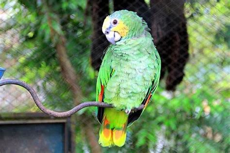 Pematang Siantar Zoo (Pematangsiantar): UPDATED 2020 All You Need to