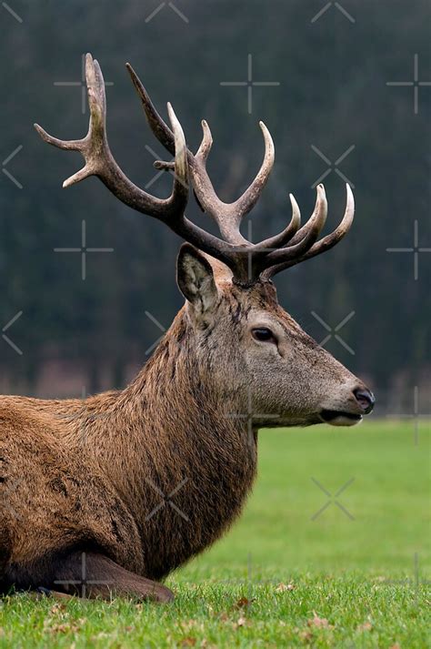 Profile Of A Red Deer Stag Cervus Elaphus By Robert Taylor