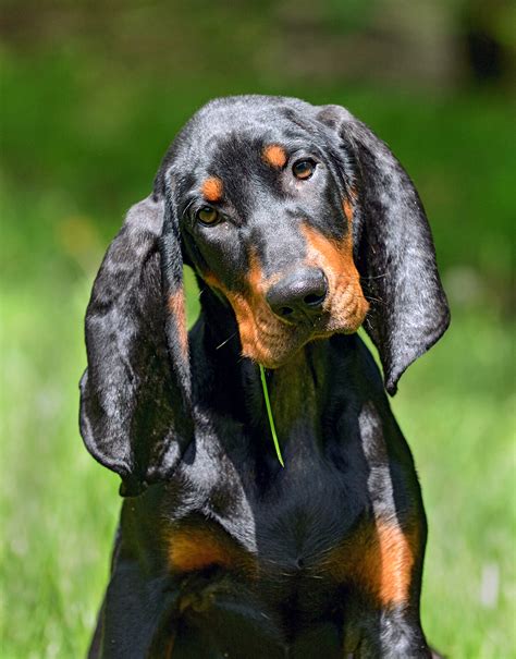 Black And Tan Coonhound Dog Breed Information And Characteristics