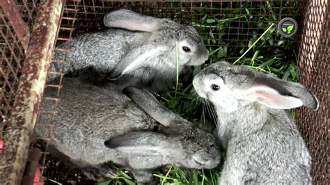 rabbit breeds in india breeding and care of kittens youtube