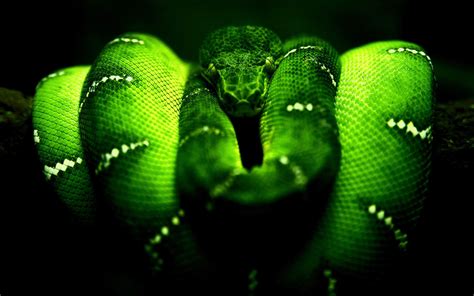 Green Snake Wallpapers Top Free Green Snake Backgrounds Wallpaperaccess