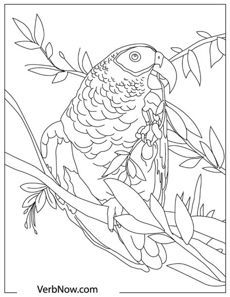 Adult Coloring Parrot Coloring Pages