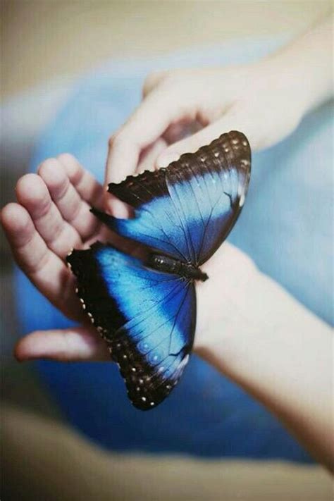 Difference between male or female monarch butterfly? Butterfly | Beautiful butterflies, Life is strange, Butterfly