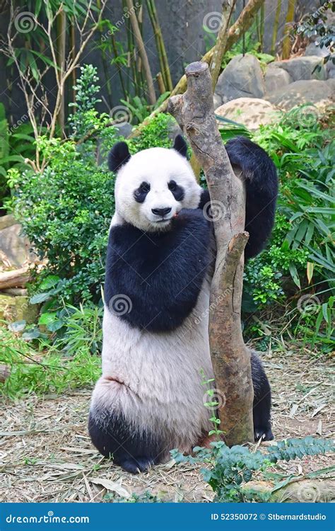 Panda Bear Standing