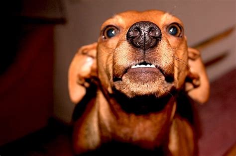 12 Warning Signs That A Dog May Bite Is This Dog Aggressive