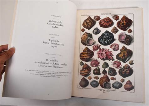 Shells Muscheln Coquillages Conchology Or The Natural History Of