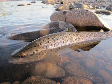Talk Wild Trout 4 Coming In August Flystream