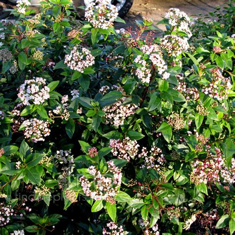 A Big Photo Of Viburnum Tinus From Findmeplants