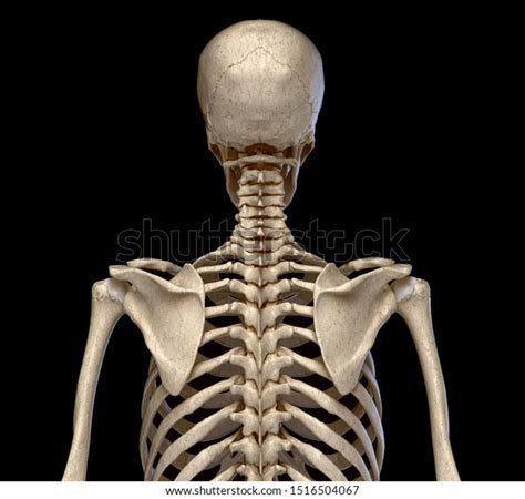 Human Anatomy Skeletal System Torso Rear Stock Illustration 1516504067