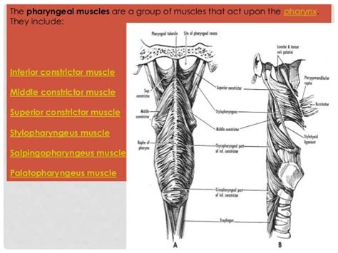 Oral Cavity Pharynx Radio Anatomy