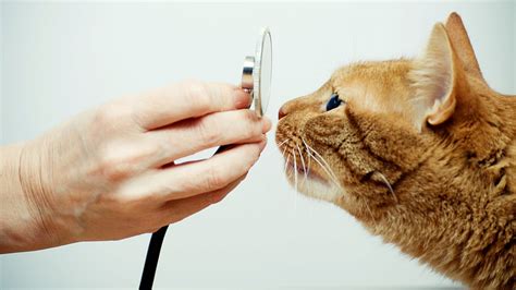 Feline Hyperesthesia Syndrome Fhs Snap Cats