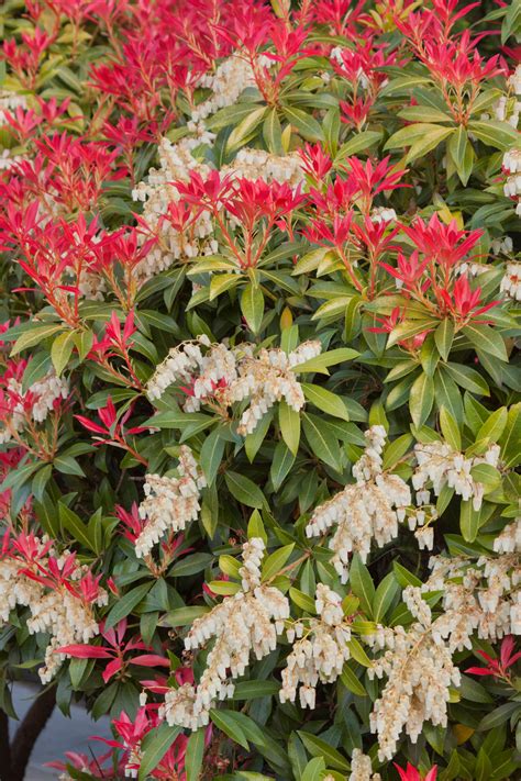 Mountain Fire Pieris Fire Lily Backyard Plants Fire Flower