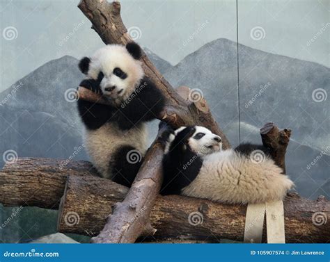 Panda Play Stock Photo Image Of Twins Atlanta Bear 105907574