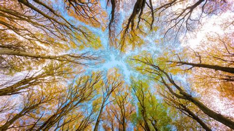 Tree Canopy 4k Wallpaper Branches Looking Up At Sky Forest Foliage