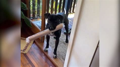 Watch This Dogs Clever Trick To Getting Another Treat Good Morning