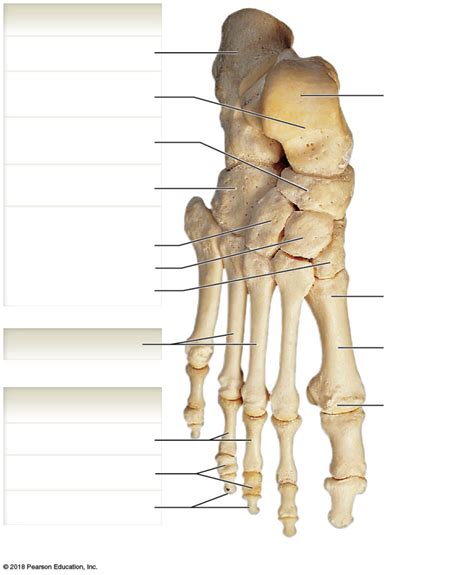 Ankle And Foot Superior View Diagram Quizlet