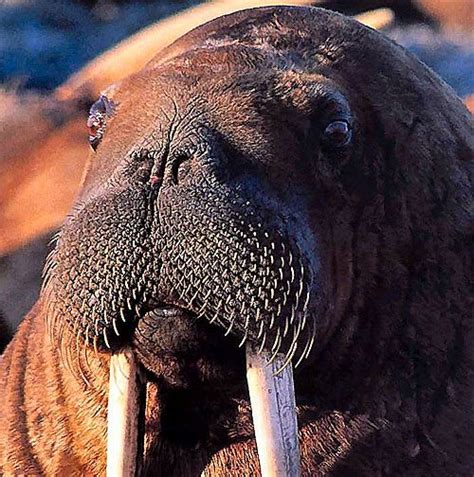 Walrus Some Really Long Tusks For A Blubbery Beast Walrus Sea