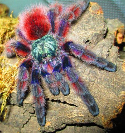 The Antilles Pinktoe Tarantula Caribena Versicolor Or The Martinique