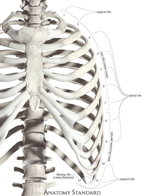 All 12 pairs of ribs are attached posteriorly to the thoracic vertebrae. Ribs, Classification of Ribs & Costal Topography