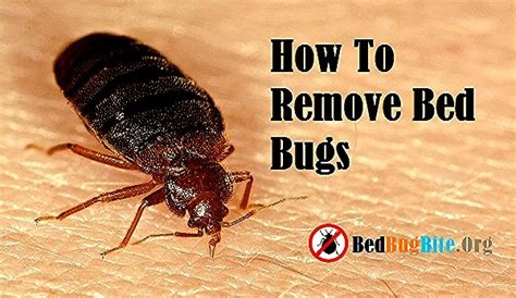 What do bed bug bites look like? Flying bed bug? - Cleaning discussion