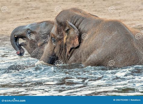 Baby Elephants Are Playing In Water Stock Photo Image Of Mammals