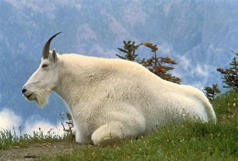 Mountain Goat Glossy Poster Picture Photo Rocky Massive Hoof Alpine