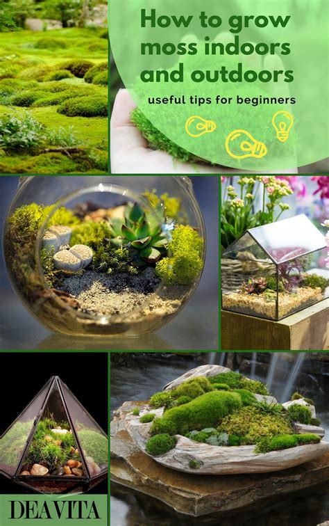 How To Grow Moss At Home How Fast Does Moss Grow How To Grow Moss